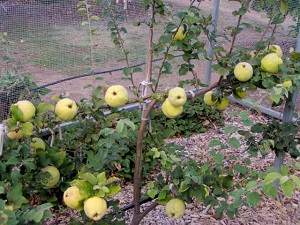 Mammoth Quince
