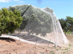 Fig tree requiring netting