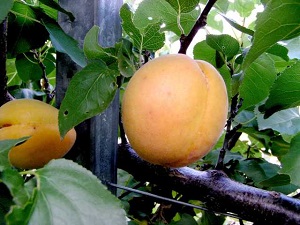 Hunter Apricot