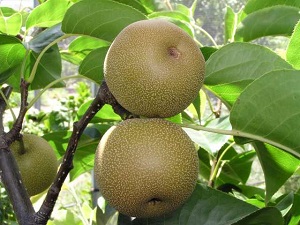 Hosui Nashi Fruit