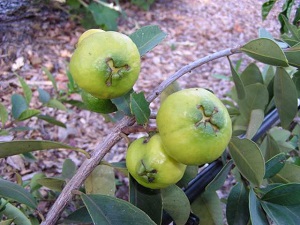 Yellow Cherry Guava