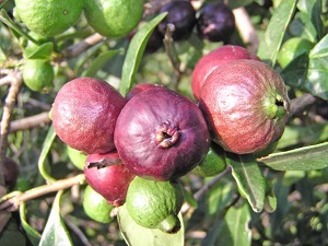Red Cherry Guava