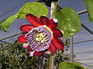 Sweet Granadilla Flower