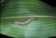 Mature larva of the fall armyworm, Spodoptera frugiperda (J.E. Smith)