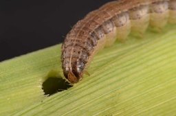 Head capsule of fall armyworm, Spodoptera frugiperda (J.E. Smith) showing light-colored inverted "Y" on front of head
