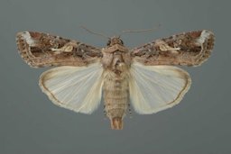 Typical adult male fall armyworm, Spodoptera frugiperda (J.E. Smith).