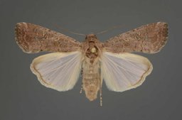 Typical adult female fall armyworm, Spodoptera frugiperda (J.E. Smith)