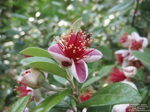Feijoa flowers appear in early May and have thick fleshy petals that are sweet and tasty. It's fun and refreshing to sit by a feijoa on a hot day and munch on crunchy flowers before going inside to get something substantial to eat.