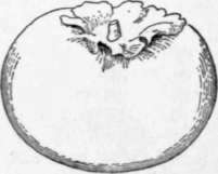 Sketch of the Fuyugaki kaki
