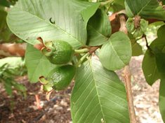 Set guava fruit developing