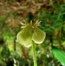 Garcinia macrophylla Mart.