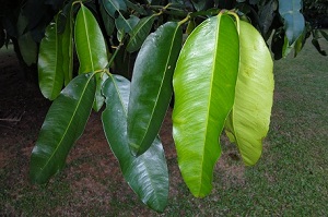 Garcinia Macrophylla Leaves