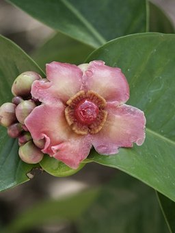 Garcinia prainiana cultivated, Fairchild Tropical Botanic Garden, Miami, Florida, USA.