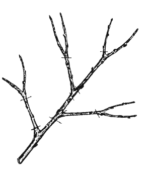 Branch indicating places to select hardwood cuttings