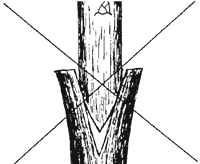 Convex cut of the scion