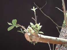 Guava branch 1 month after topping & hedging