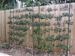 Guava trained as an espalier
