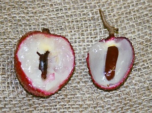 Cross section of Haak yip vs Brewster (right)