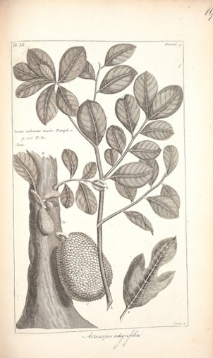 Artocarpus heterophyllus Lam.