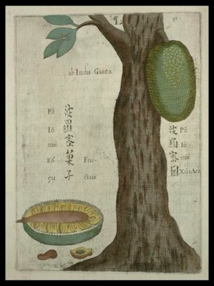 The jackfruit illustrated by Michael Boym in the 1656 book Flora Sinensis