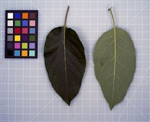 'Jiro' leaves
