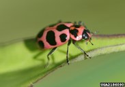 Spotted lady beetle (Coleomegilla maculata)