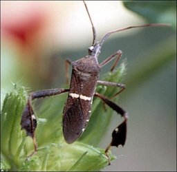 The leaffooted bug Leptoglossus phyllopus (L.)