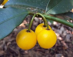 Garcinia intermedia fruit