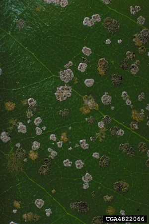 Green-orange algal spots or "green scruf" on leaf surface. The grayish-white and darker "crusts" are lichens of the genus Strigula resulting from fungal colonization of the alga.