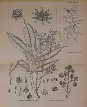 Dimocarpus longan Lour. [as Nephelium longana Cambess.]