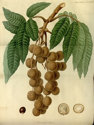 Dimocarpus longan Lour.