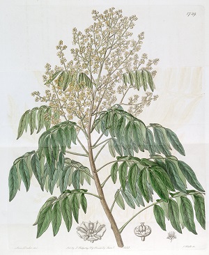 Dimocarpus longan Lour. [as Euphoria longan (Lour.) Steudel]