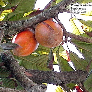 Pouteria sapota, Sapotaceae