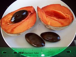 Mamey Sapote 'Pantin'