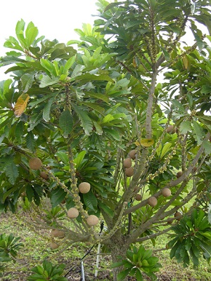 Mamey sapote tree in fruit