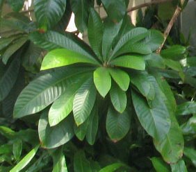 Cluster of Sapote leaves. The leaves are glossy and dark green, ribbed by veins. Photograph taken a at United States Botanic Garden.