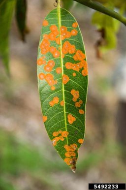 Algal spots on the mango leaf