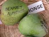 'Bennet Alphonso'