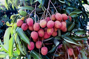 Mauritius Lychee Cluster