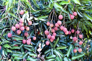 'Mauritius' Ripe Fruit