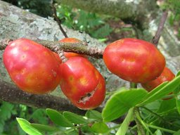 Ripe fruits of jocote (Spondias purpurea). Spotted in São Carlos, Brazil