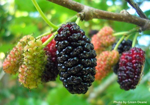 Ripening “red” mulberries
