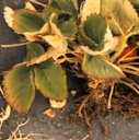 Sting nematode, Belonolaimus longicaudatus, induced symptoms on strawberry roots