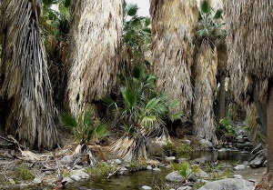 Desert Palm - W.filifera, Indian Canyons - Palm Springs Ca.