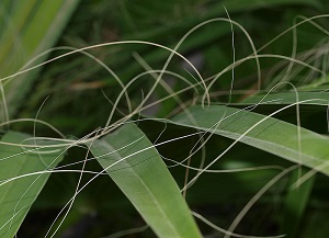 W. filifera leaf segment marginal fibers
