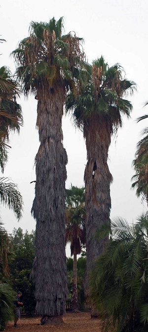 W. filifera palms showing marcesant leaves
