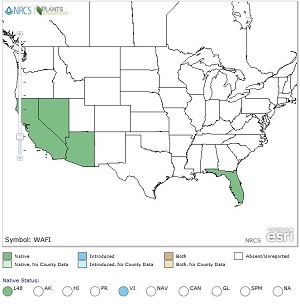 Washingtonia filifera distribution map