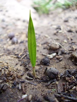 Washingtonia filifera seedling
