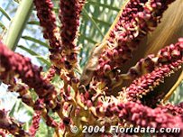 Pindo palm (butia spp.) Flower stalk