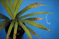 Iron toxicity on Dypsis lutescens (areca palm) seedling showing necrotic spotting on the foliage